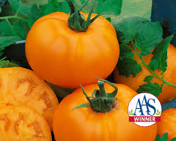 Afbeeldingsresultaat voor oranje van goeienbier tomato