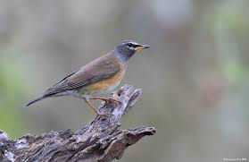 Image result for Turdus obscurus