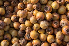 Attēlu rezultāti vaicājumam “Mespilus germanica fruit”