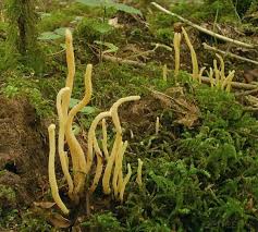 Attēlu rezultāti vaicājumam “Clavulinopsis helvola”