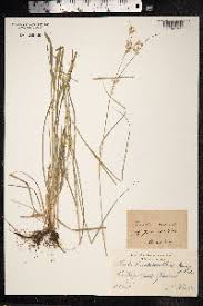 Attēlu rezultāti vaicājumam “Luzula luzuloides fruit”