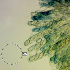 Attēlu rezultāti vaicājumam “Otidea bufonia”