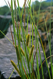 Attēlu rezultāti vaicājumam “Carex rostrata”