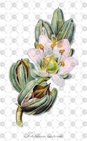 Attēlu rezultāti vaicājumam “Stellaria nemorum leaf”