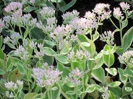 Attēlu rezultāti vaicājumam “Sedum pallidum leaf”