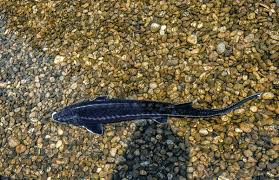 Image result for Acipenser fulvescens