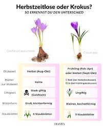 Image result for Herbstzeitlose