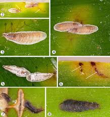Attēlu rezultāti vaicājumam “Lepidosaphes ulmi imago”