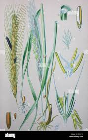 Image result for Secale cereale