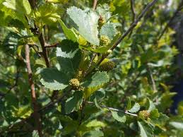 Attēlu rezultāti vaicājumam “Betula humilis”