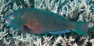 Image result for Calotomus carolinus