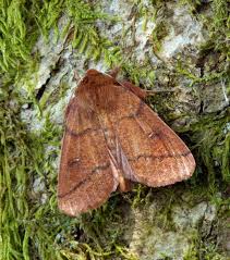 Attēlu rezultāti vaicājumam “Mythimna turca”