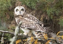 Attēlu rezultāti vaicājumam “Asio flammeus”