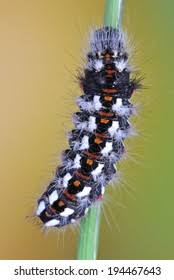 Attēlu rezultāti vaicājumam “Acronicta rumicis larva”