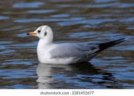 Attēlu rezultāti vaicājumam “Larus argentatus eggs”