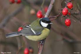 Attēlu rezultāti vaicājumam “Parus major female”