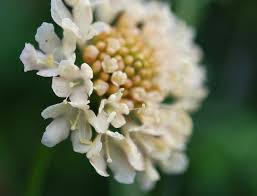 Attēlu rezultāti vaicājumam “Polygonatum multiflorum  flower”