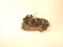 Attēlu rezultāti vaicājumam “Cladopodiella francisci”