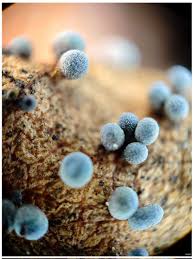 Attēlu rezultāti vaicājumam “Physarum cinereum macro”