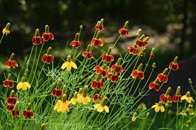 Image result for Ratibida columnifera