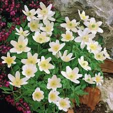 Image result for Buschwindröschen