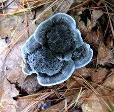 Attēlu rezultāti vaicājumam “Phellodon melaleucus”