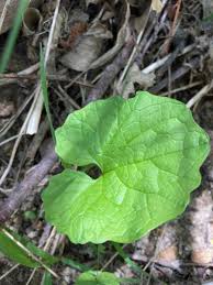 Image result for Alliaria petiolata