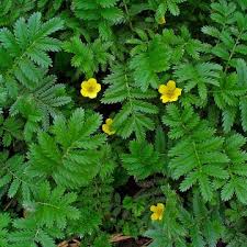 Image result for Potentilla anserina