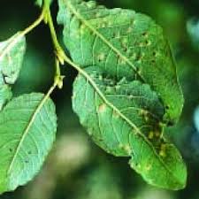 Attēlu rezultāti vaicājumam “Contarinia petioli”