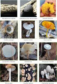 Attēlu rezultāti vaicājumam “Hemitrichia lutescens macro”