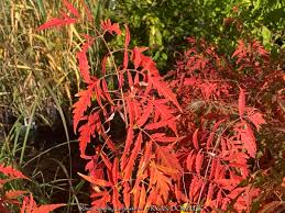 Attēlu rezultāti vaicājumam “Rhus typhina leaf”