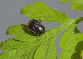 Attēlu rezultāti vaicājumam “Cydnidae”