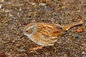 Attēlu rezultāti vaicājumam “Prunella modularis adult”