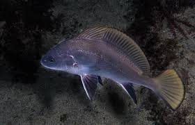 Image result for Sciaena umbra