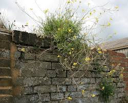Attēlu rezultāti vaicājumam “Diplotaxis tenuifolia fruit”