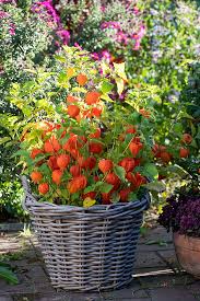 Image result for Lampionblume