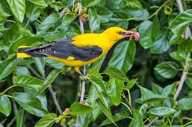 Attēlu rezultāti vaicājumam “Oriolus oriolus”