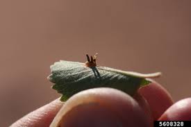 Attēlu rezultāti vaicājumam “Gymnosporangium sp.”