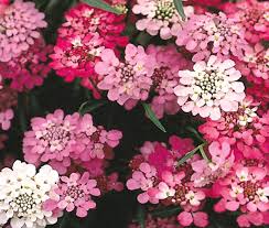 Image result for Iberis umbellata