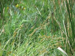 Attēlu rezultāti vaicājumam “Carex elongata”