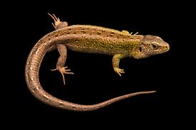 Attēlu rezultāti vaicājumam “Lacerta agilis”