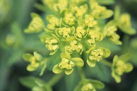 Attēlu rezultāti vaicājumam “Euphorbia palustris”