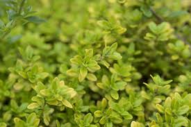 Attēlu rezultāti vaicājumam “Thymus pulegioides”