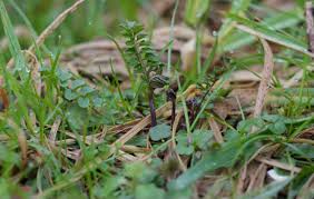 Attēlu rezultāti vaicājumam “Cardamine pratensis leaf”