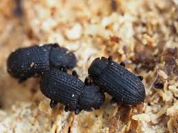 Attēlu rezultāti vaicājumam “Bolitophagus reticulatus”