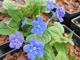 Image result for Omphalodes verna