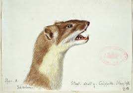 Attēlu rezultāti vaicājumam “Mustela erminea adult”