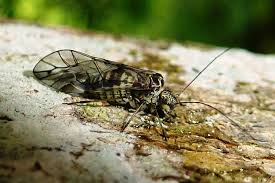 Attēlu rezultāti vaicājumam “Psococerastis gibbosa”