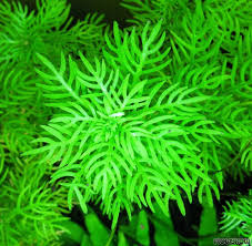 Attēlu rezultāti vaicājumam “Hottonia palustris”