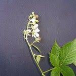 Attēlu rezultāti vaicājumam “Rubus nessensis”